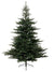 Grandis Fir Green Christmas Xmas Tree - Plain or Frosted Snowy - Various Sizes